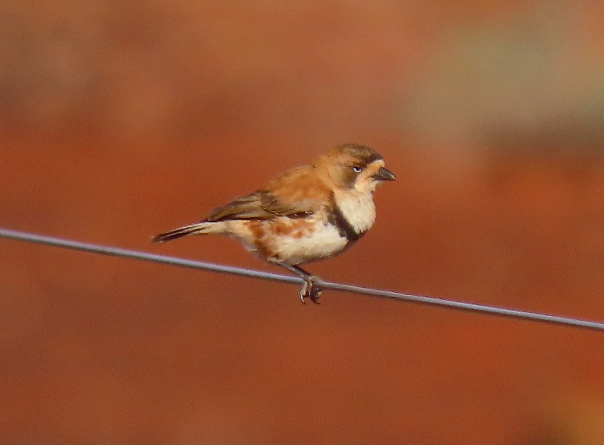 Banded Whiteface - ML642318099