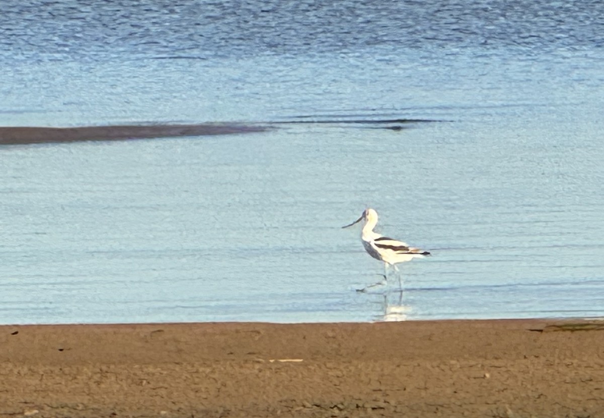 American Avocet - ML642318118