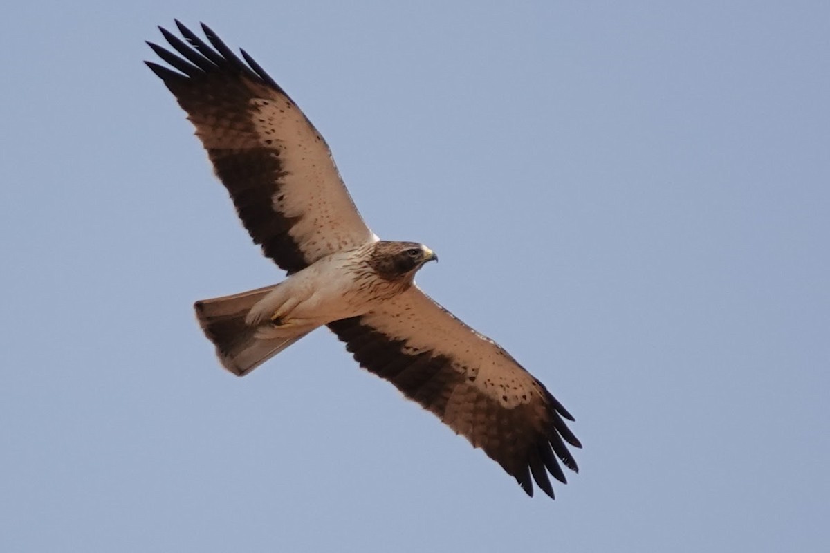 Бахим бүргэд - ML642318119