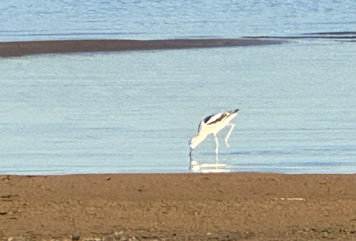 American Avocet - ML642318123