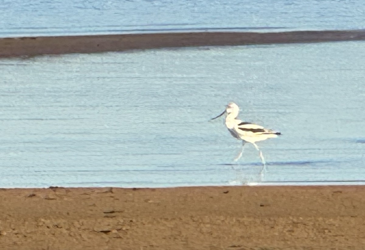 American Avocet - ML642318128