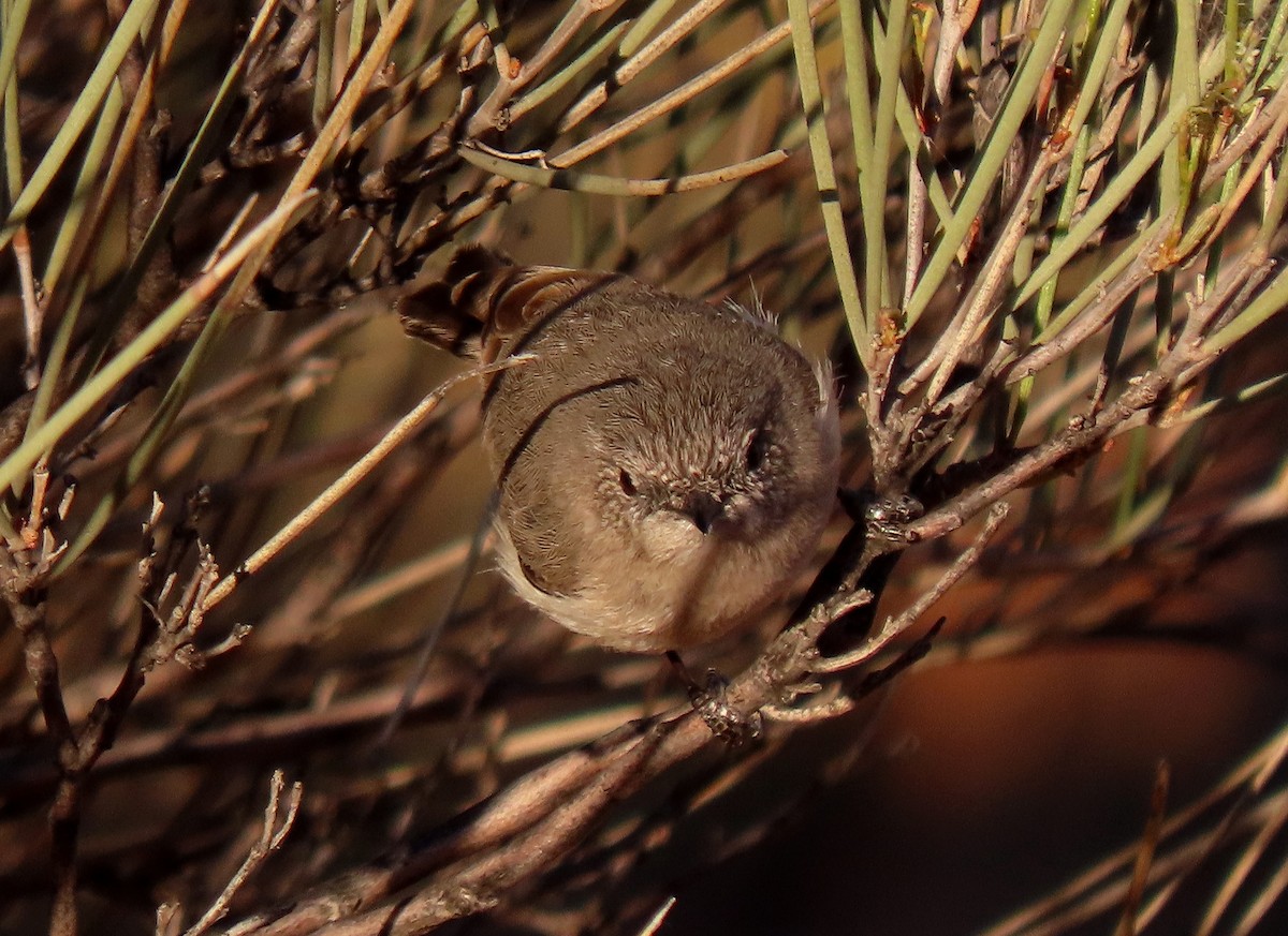 Slaty-backed Thornbill - ML642318144