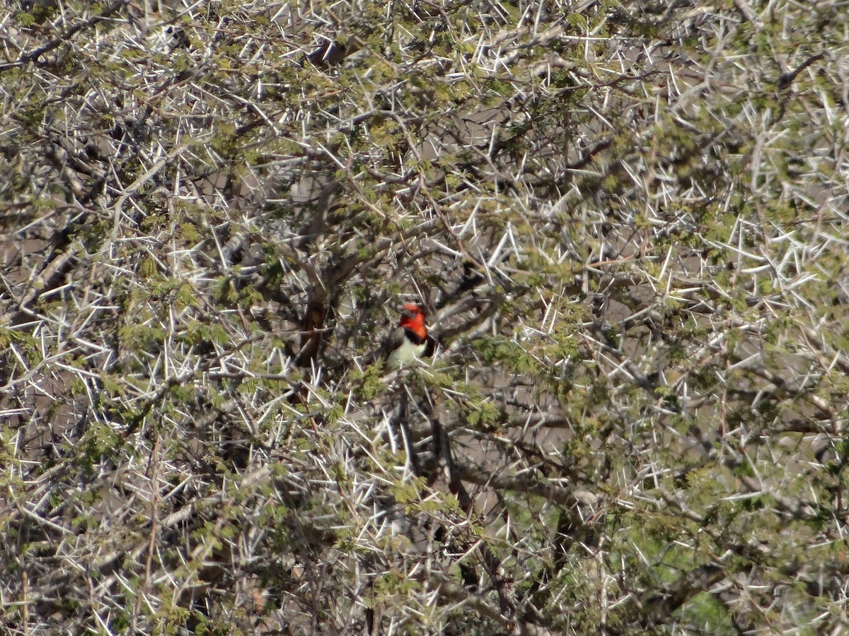 Black-collared Barbet - ML642318162