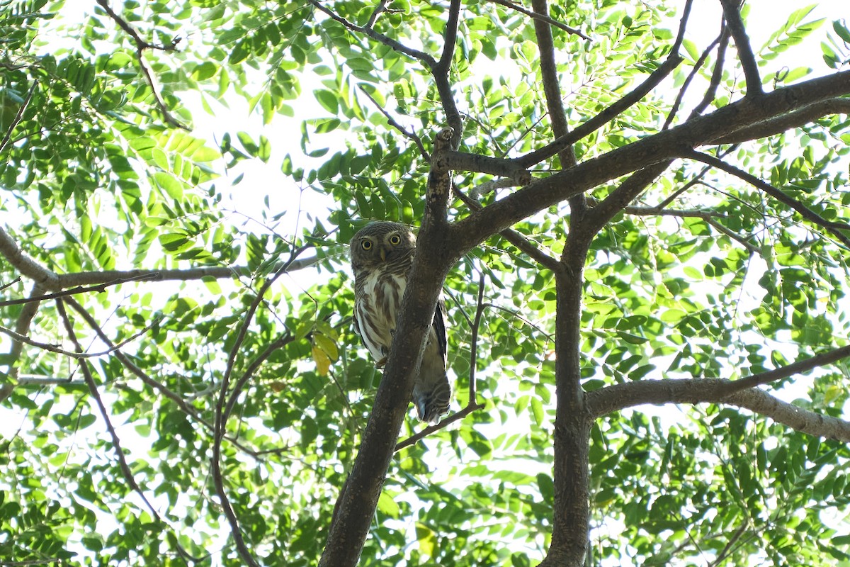 Asian Barred Owlet - ML642318164