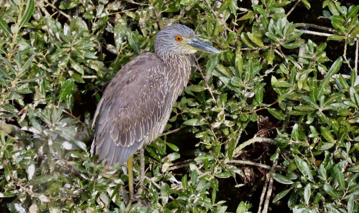Krabbenreiher - ML642318166