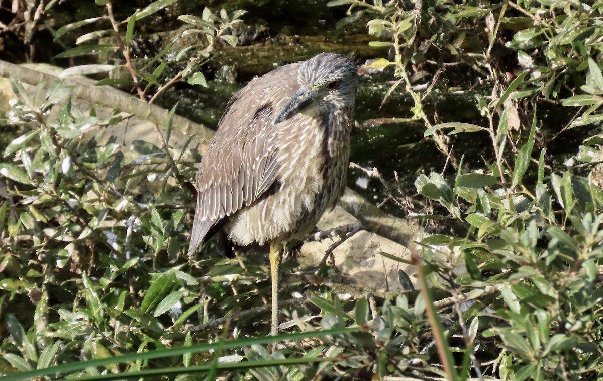 Krabbenreiher - ML642318167