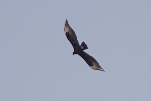 Verreaux's Eagle - ML642318170