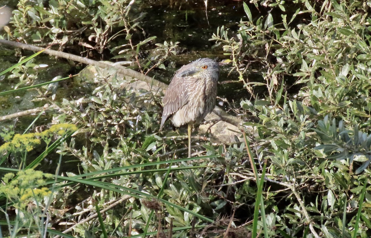 Krabbenreiher - ML642318171