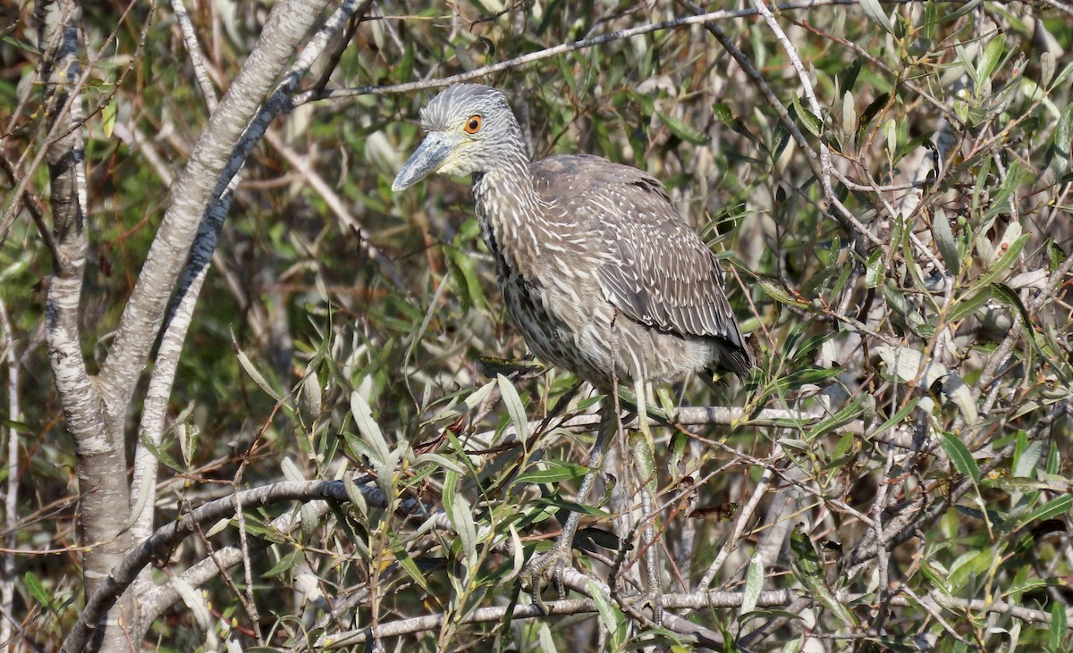 Krabbenreiher - ML642318173