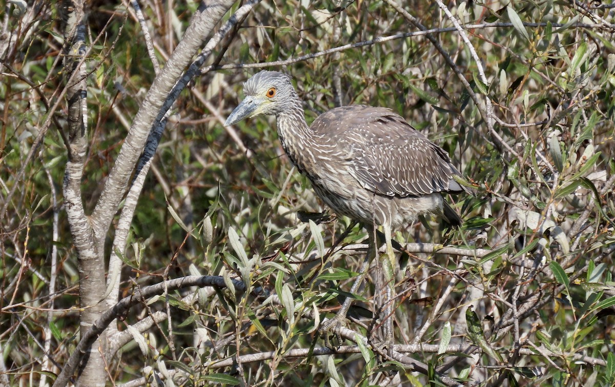 Krabbenreiher - ML642318174