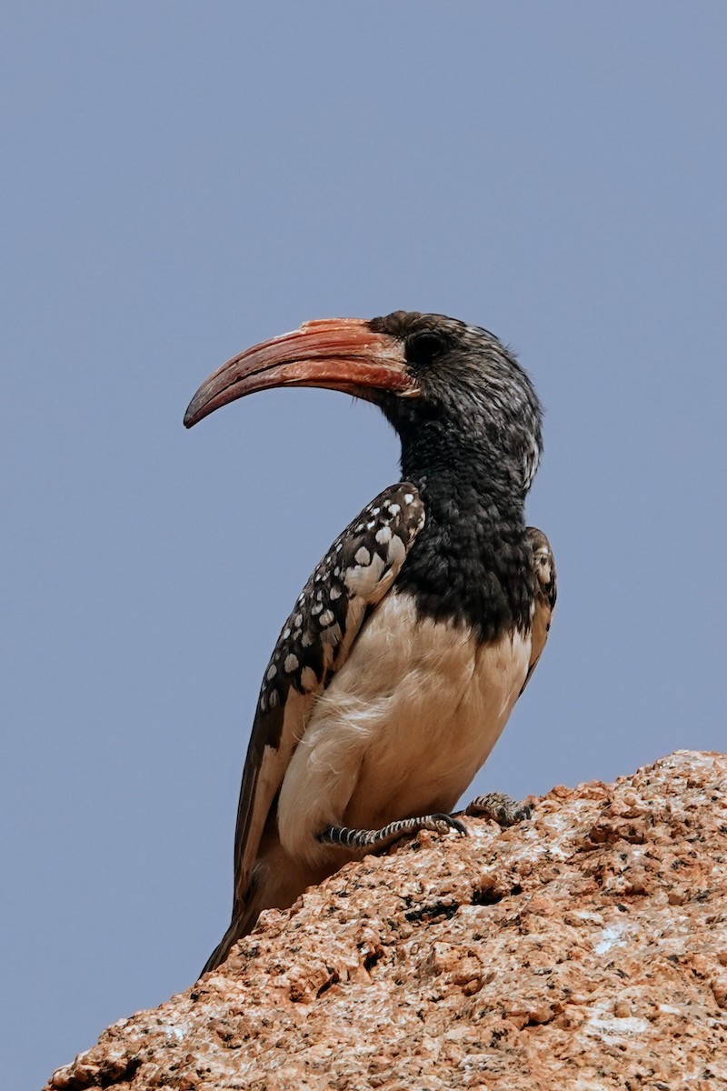 Monteiro's Hornbill - ML642318175