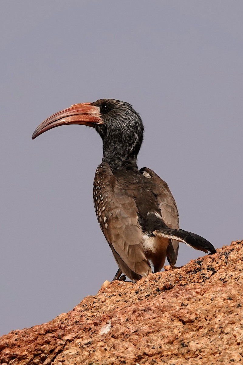 Monteiro's Hornbill - ML642318176