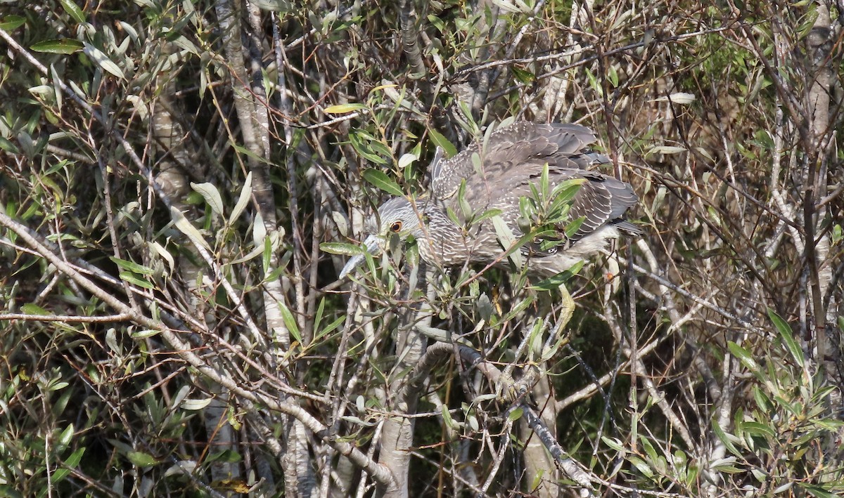 Krabbenreiher - ML642318177