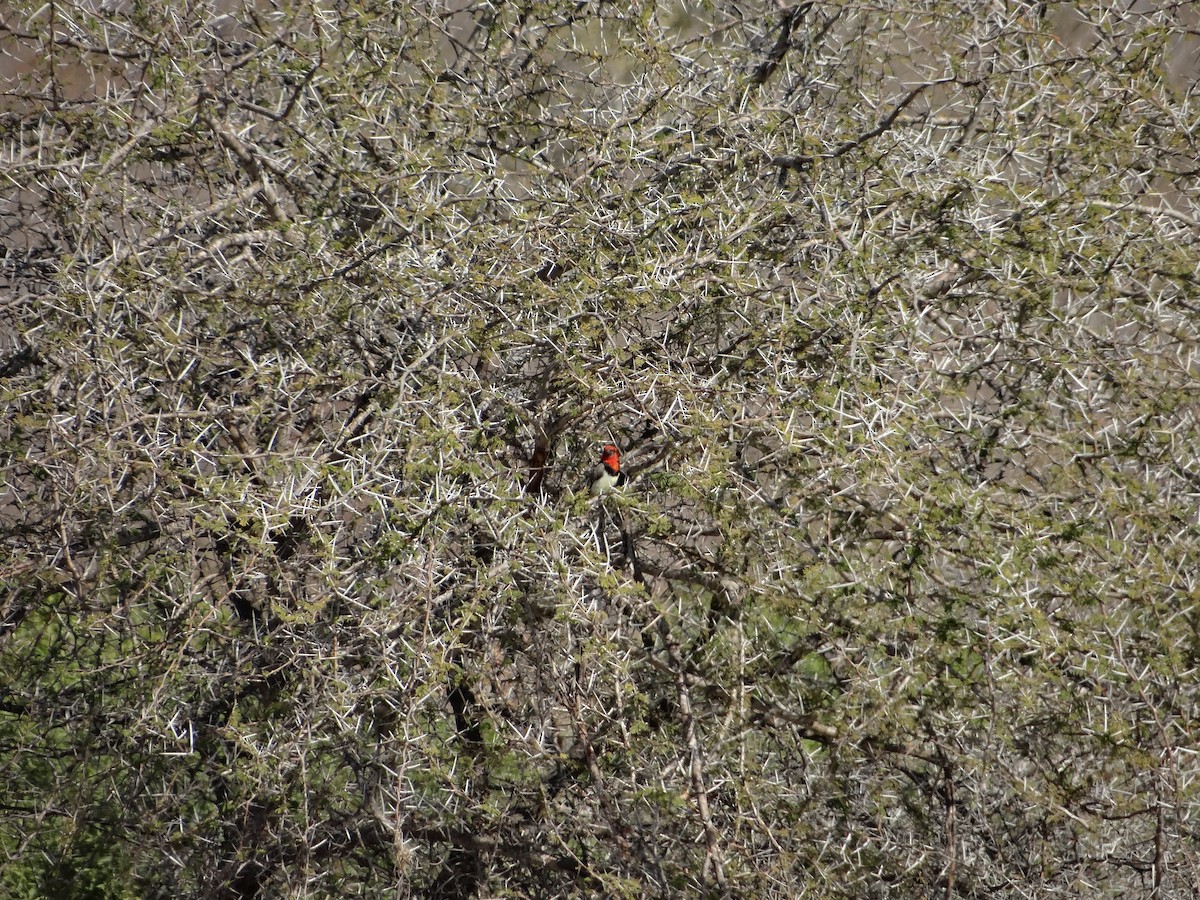 Black-collared Barbet - ML642318178