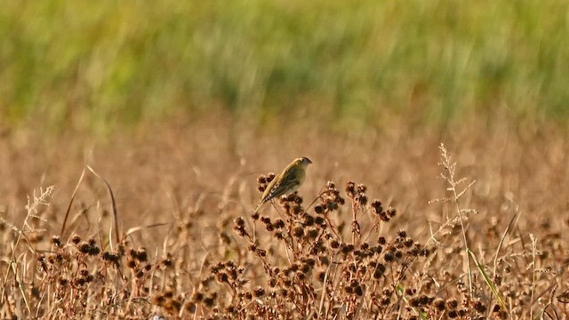 Bobolink - ML642318180