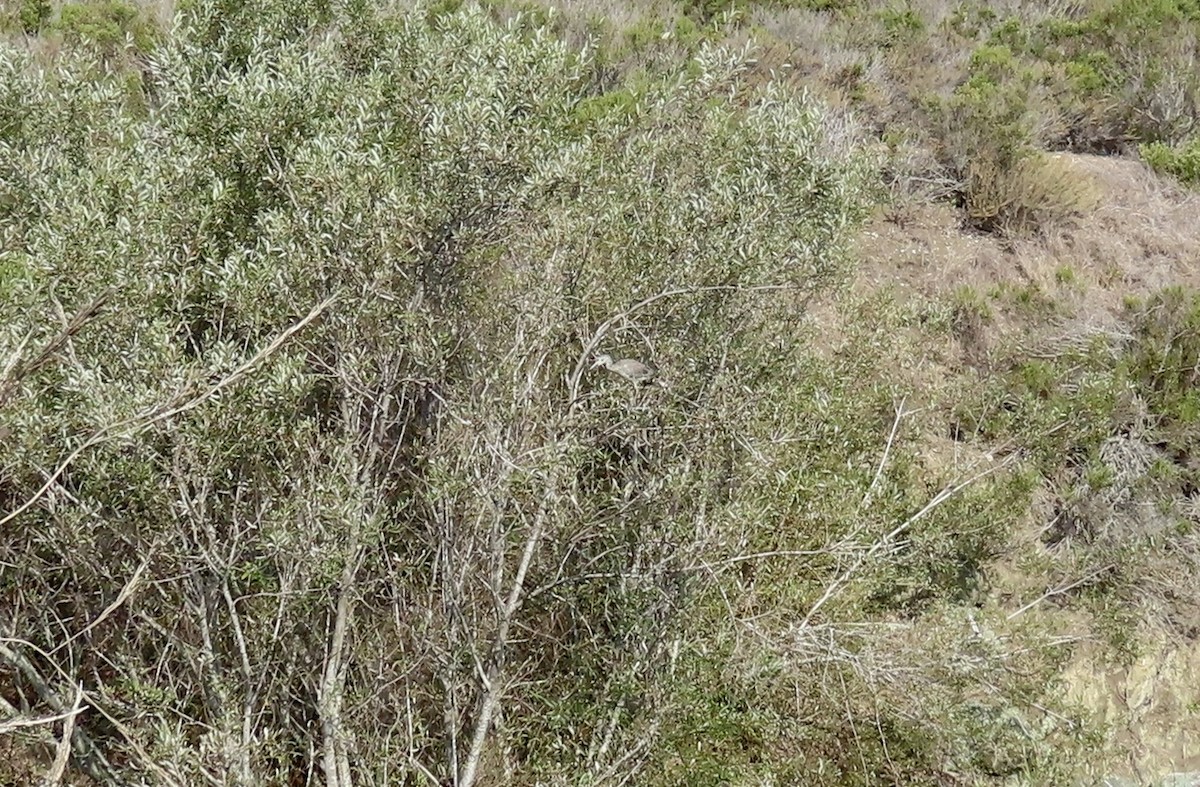 Krabbenreiher - ML642318181