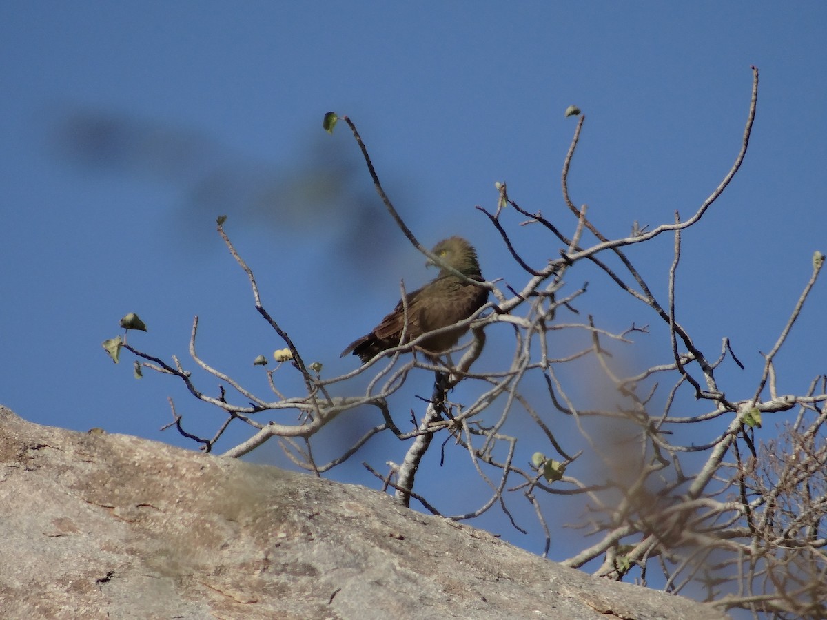 Brown Snake-Eagle - ML642318187