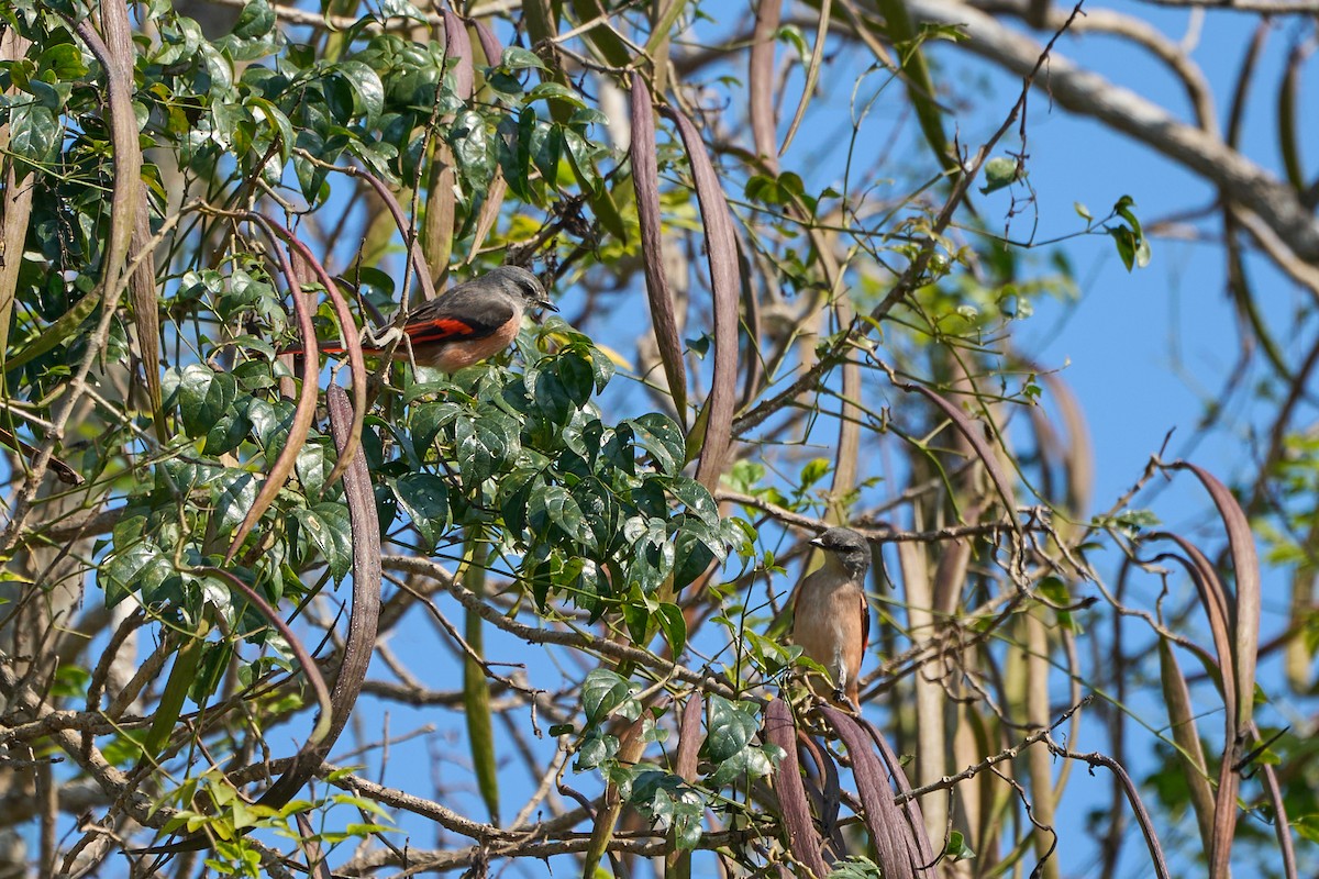 粉紅山椒鳥 - ML642318197