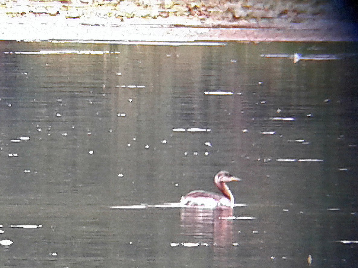 Red-necked Grebe - ML642318215