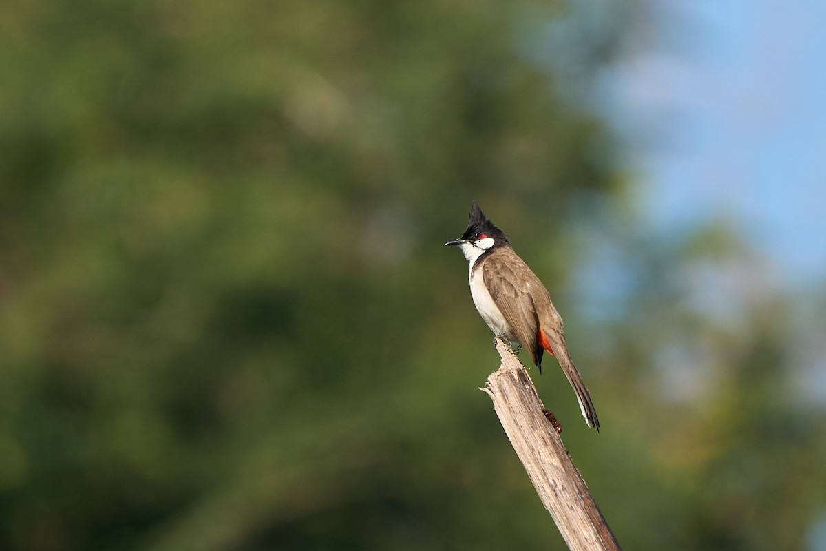 Red-whiskered Bulbul - ML642318225