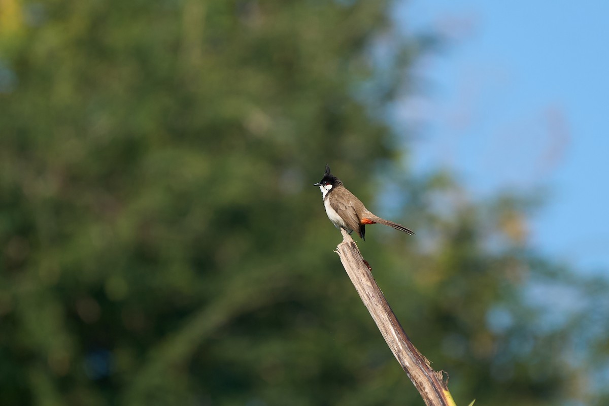 Red-whiskered Bulbul - ML642318226