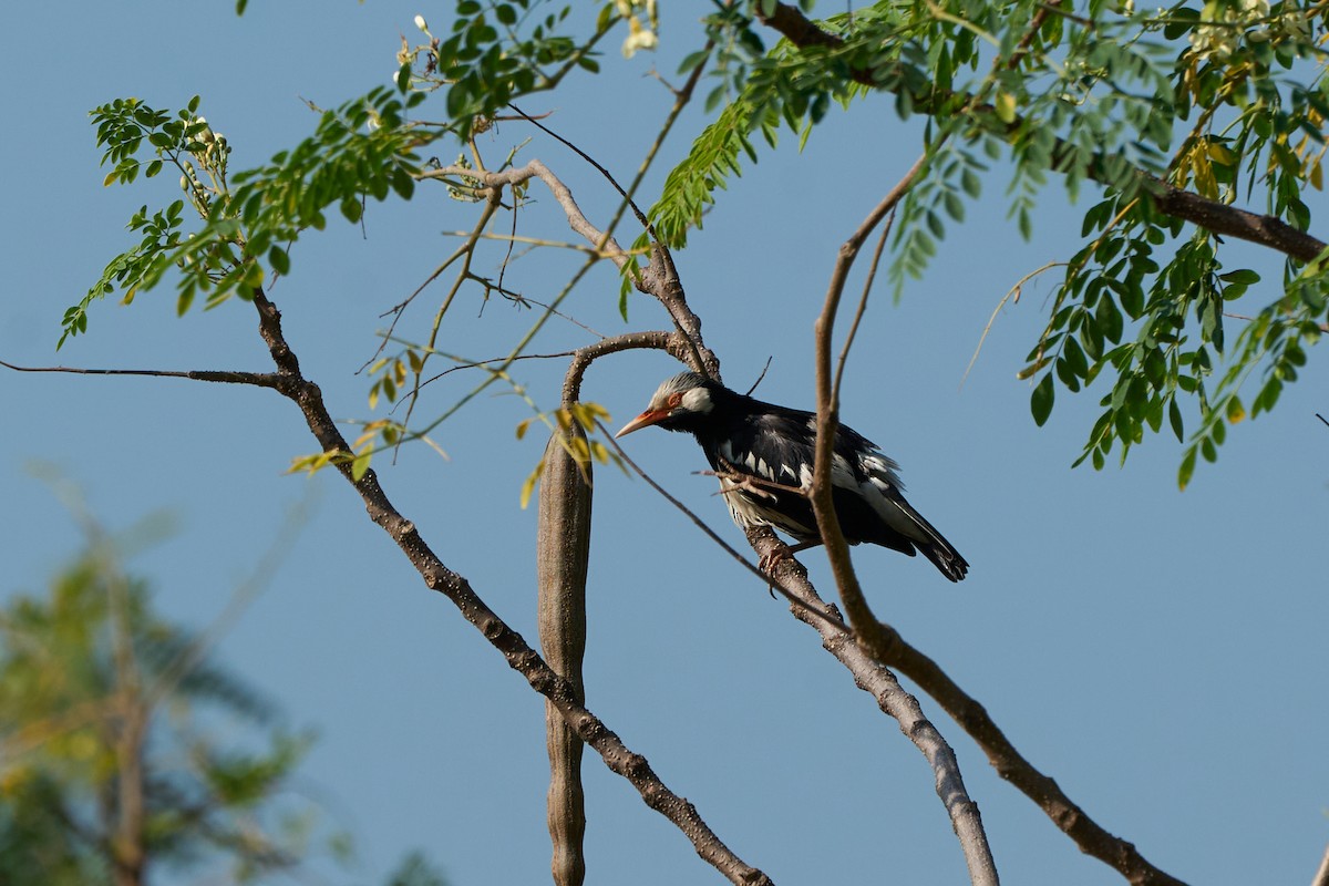 Siamese Pied Starling - ML642318230