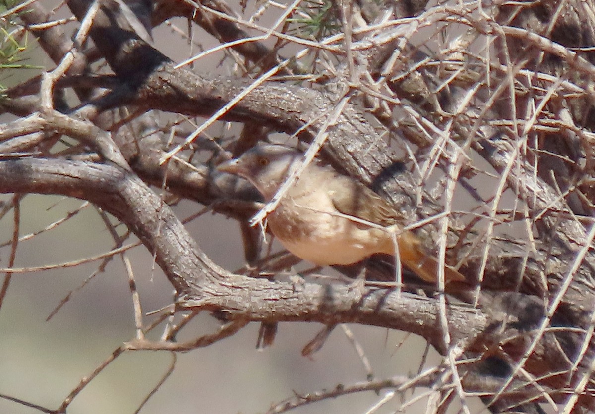 Crested Bellbird - ML642318239