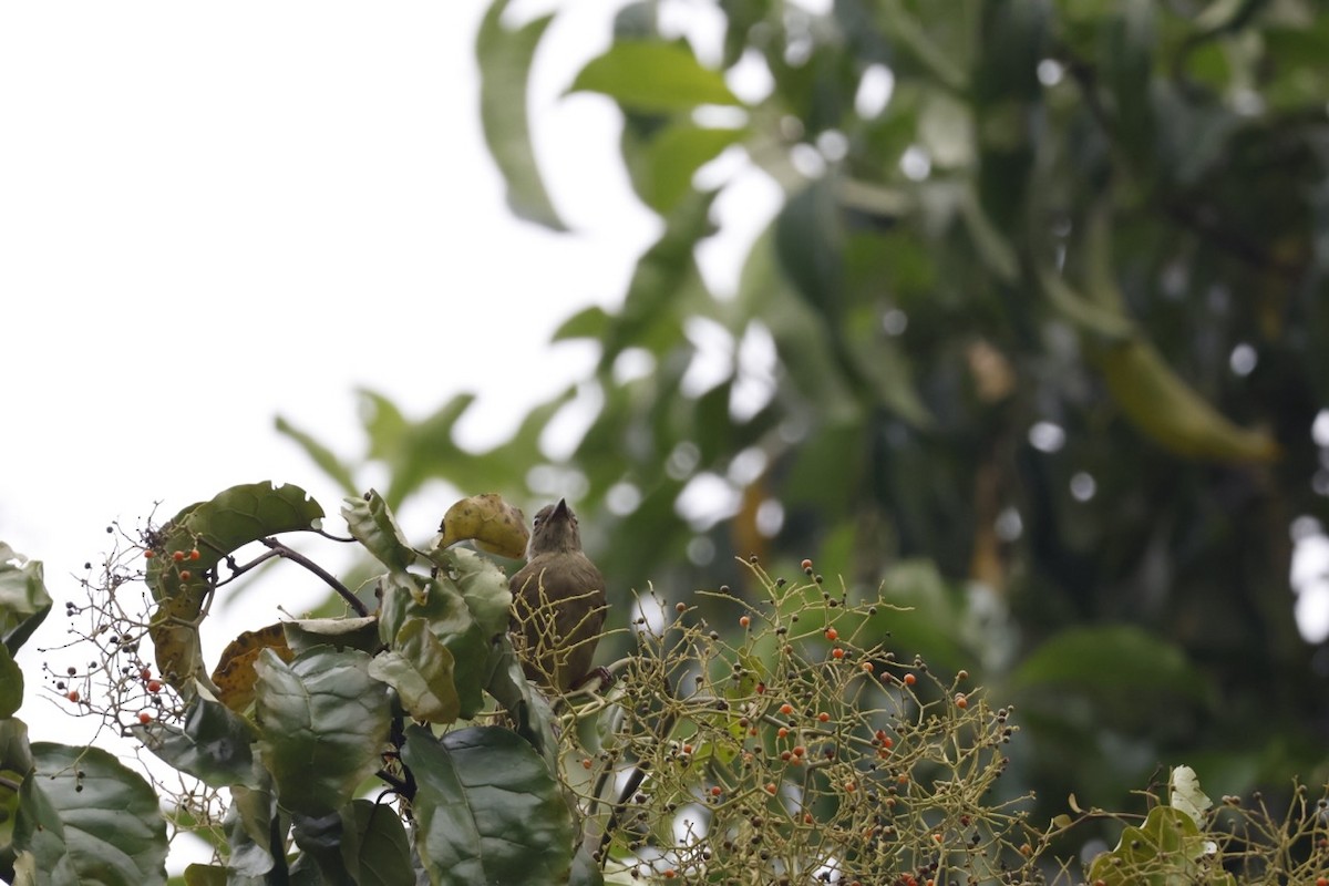 Little Greenbul - ML642318253