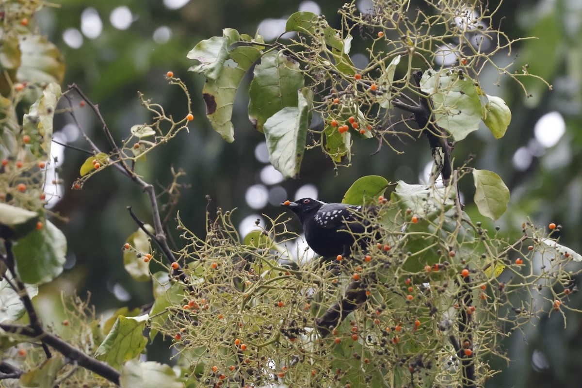 Gray-headed Nigrita - ML642318266