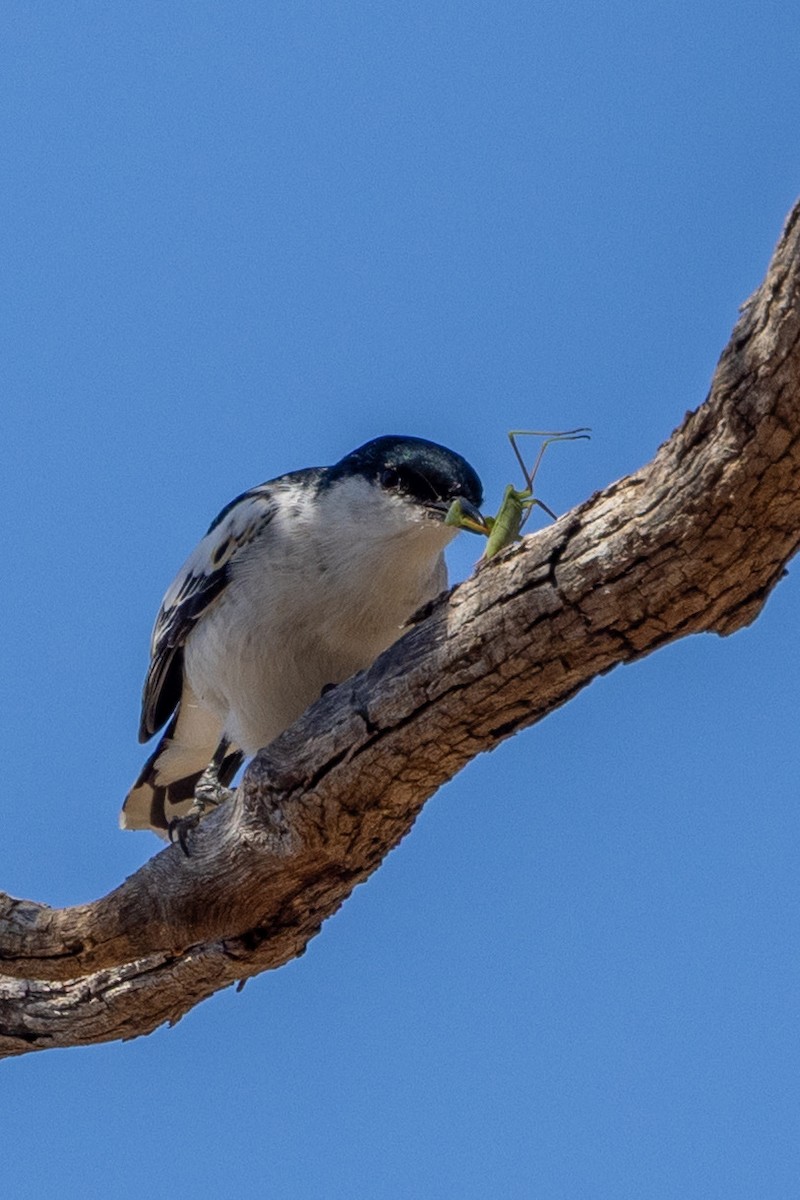 White-winged Triller - ML642318268