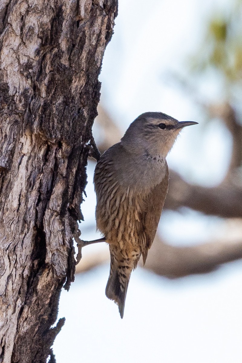Brown Treecreeper - ML642318270