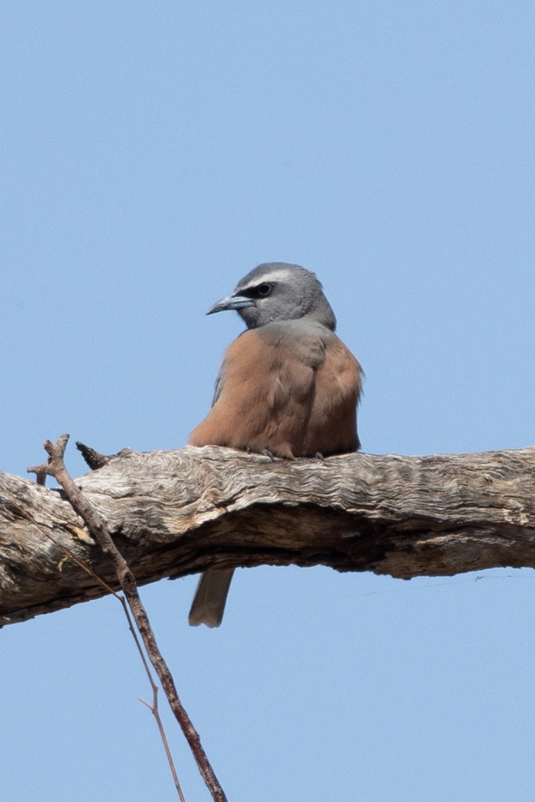White-browed Woodswallow - ML642318271