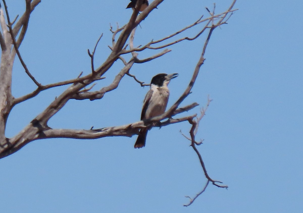 Gray Butcherbird - ML642318273