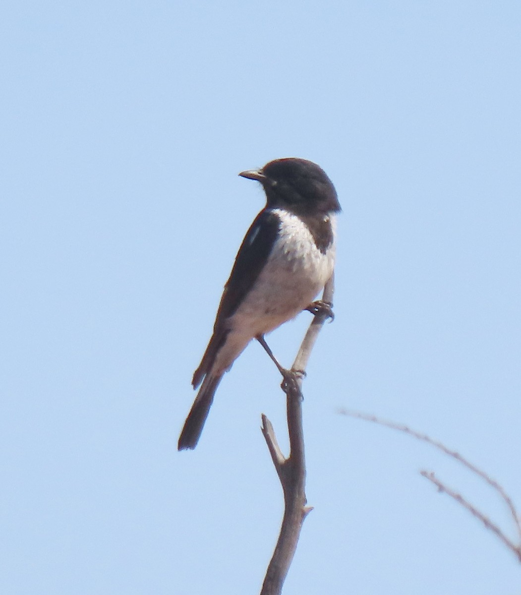 Hooded Robin - ML642318274