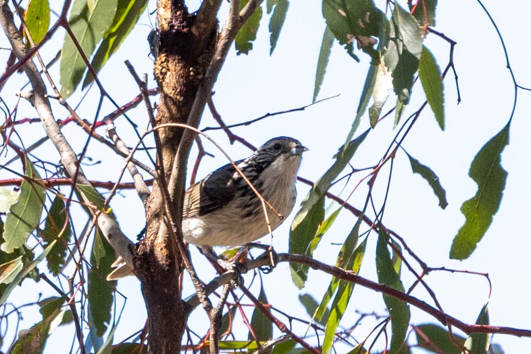 Striped Honeyeater - ML642318278