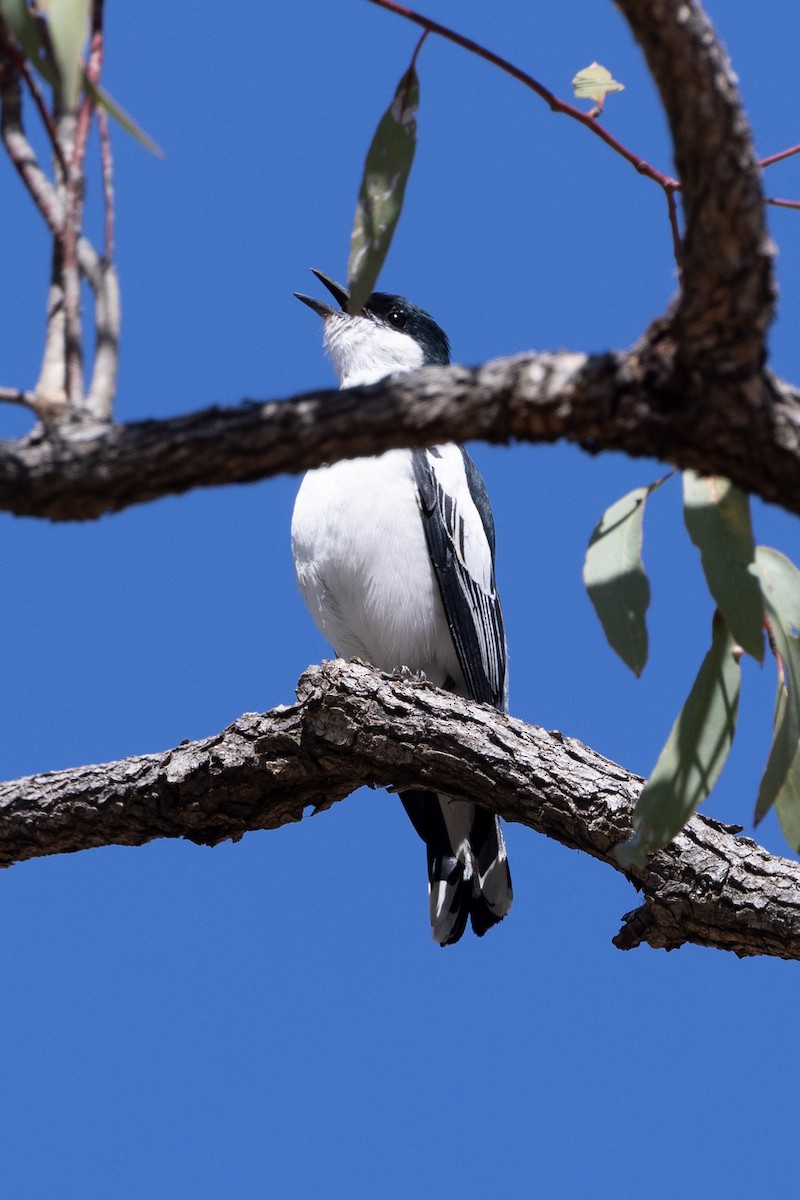 White-winged Triller - ML642318287