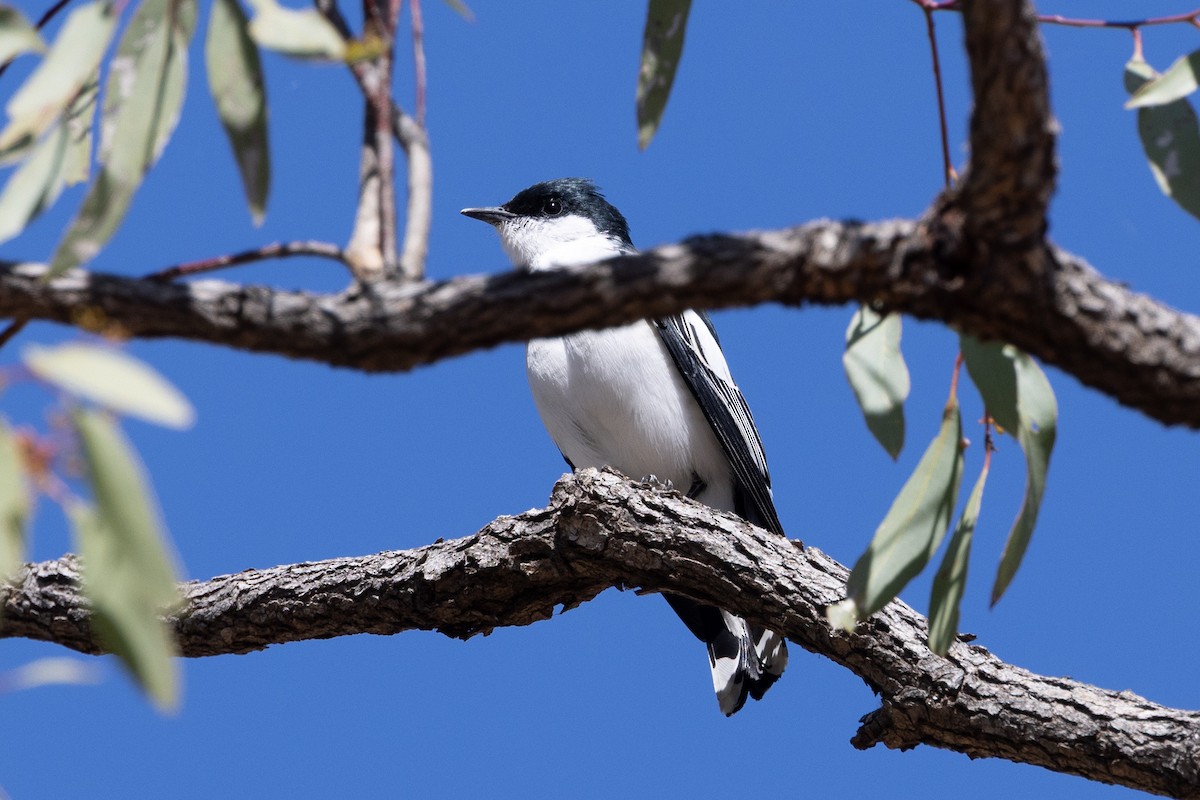 White-winged Triller - ML642318288