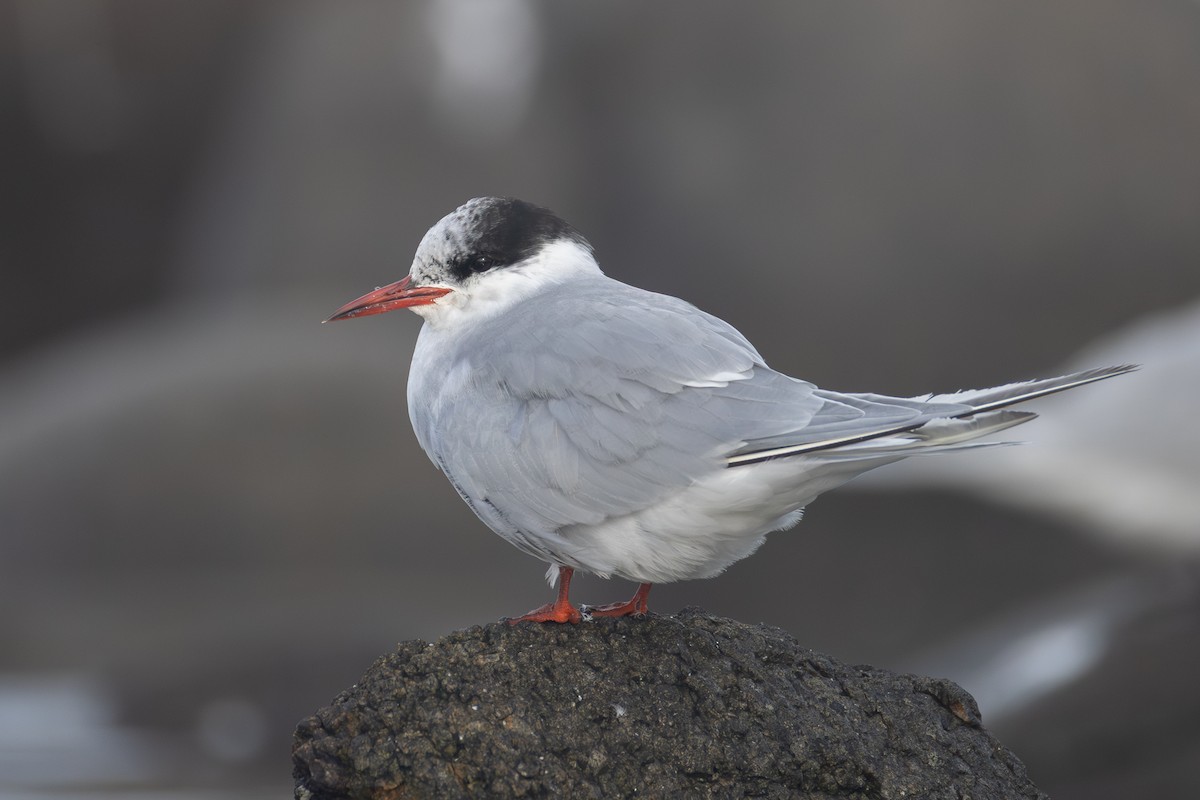 Antarctic Tern - ML642318300