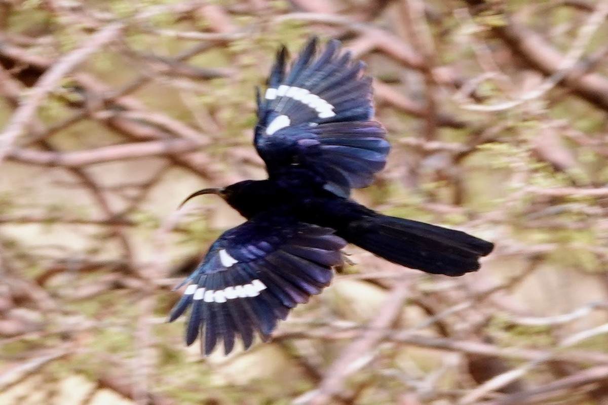 Common Scimitarbill - ML642318305