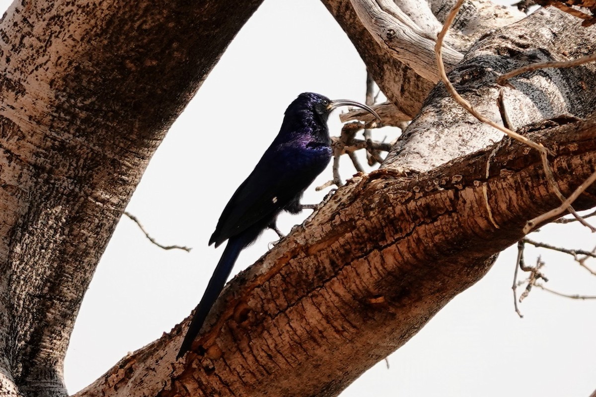 Common Scimitarbill - ML642318306