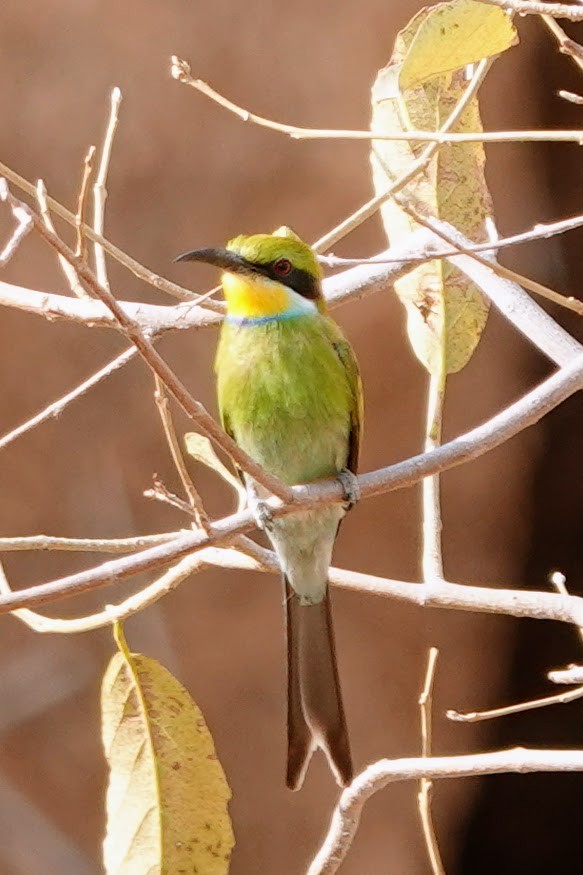 Swallow-tailed Bee-eater - ML642318310
