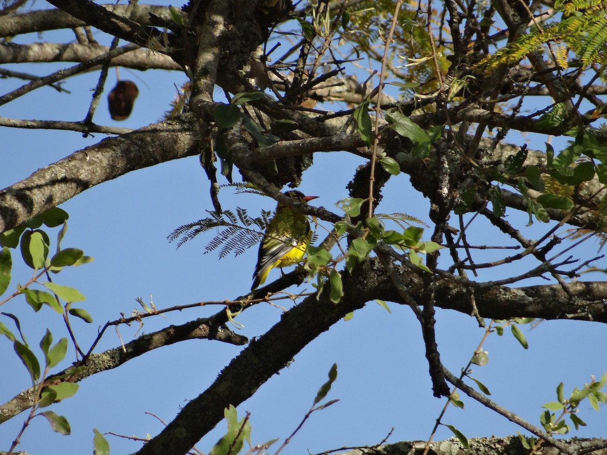 African Black-headed Oriole - ML642318312