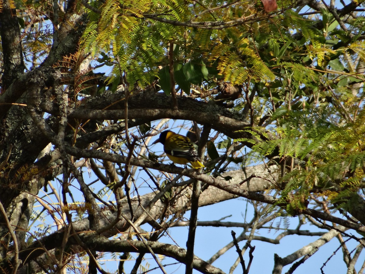 African Black-headed Oriole - ML642318313