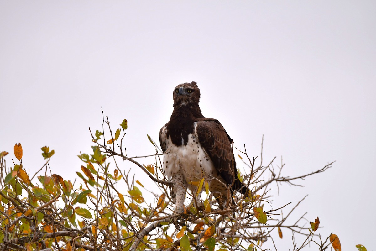 Martial Eagle - ML642318315
