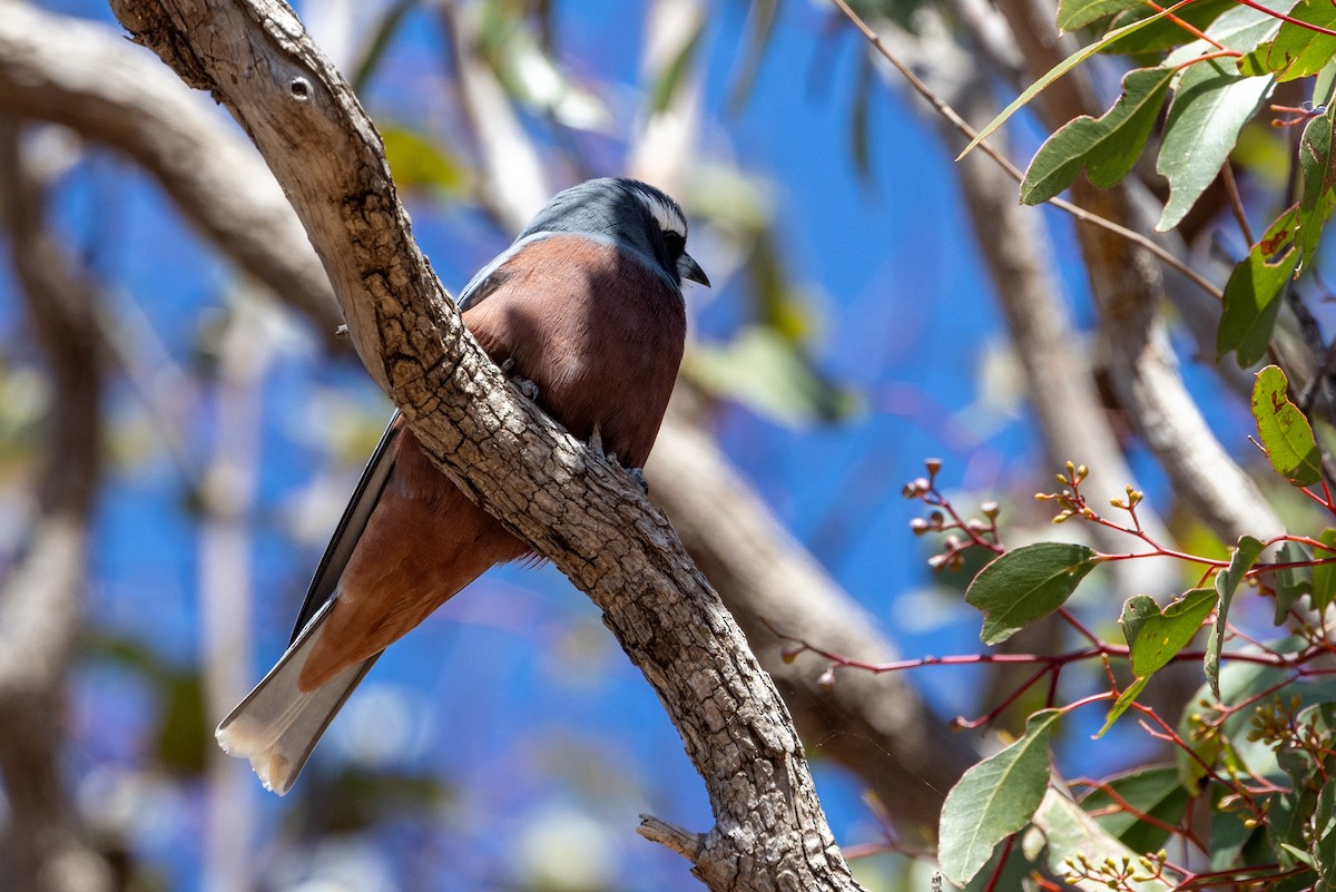White-browed Woodswallow - ML642318316