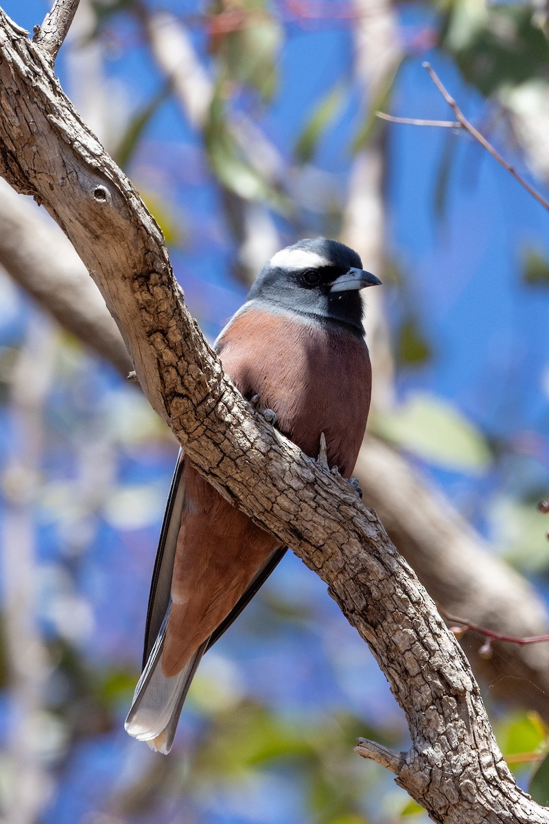 White-browed Woodswallow - ML642318317