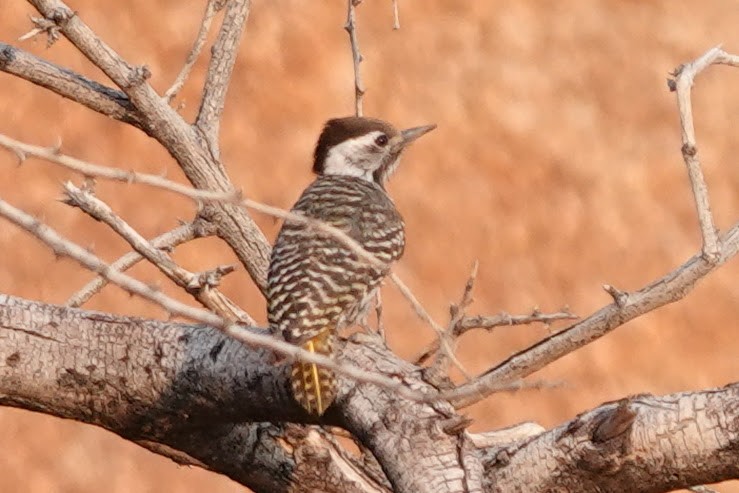 Cardinal Woodpecker - ML642318319