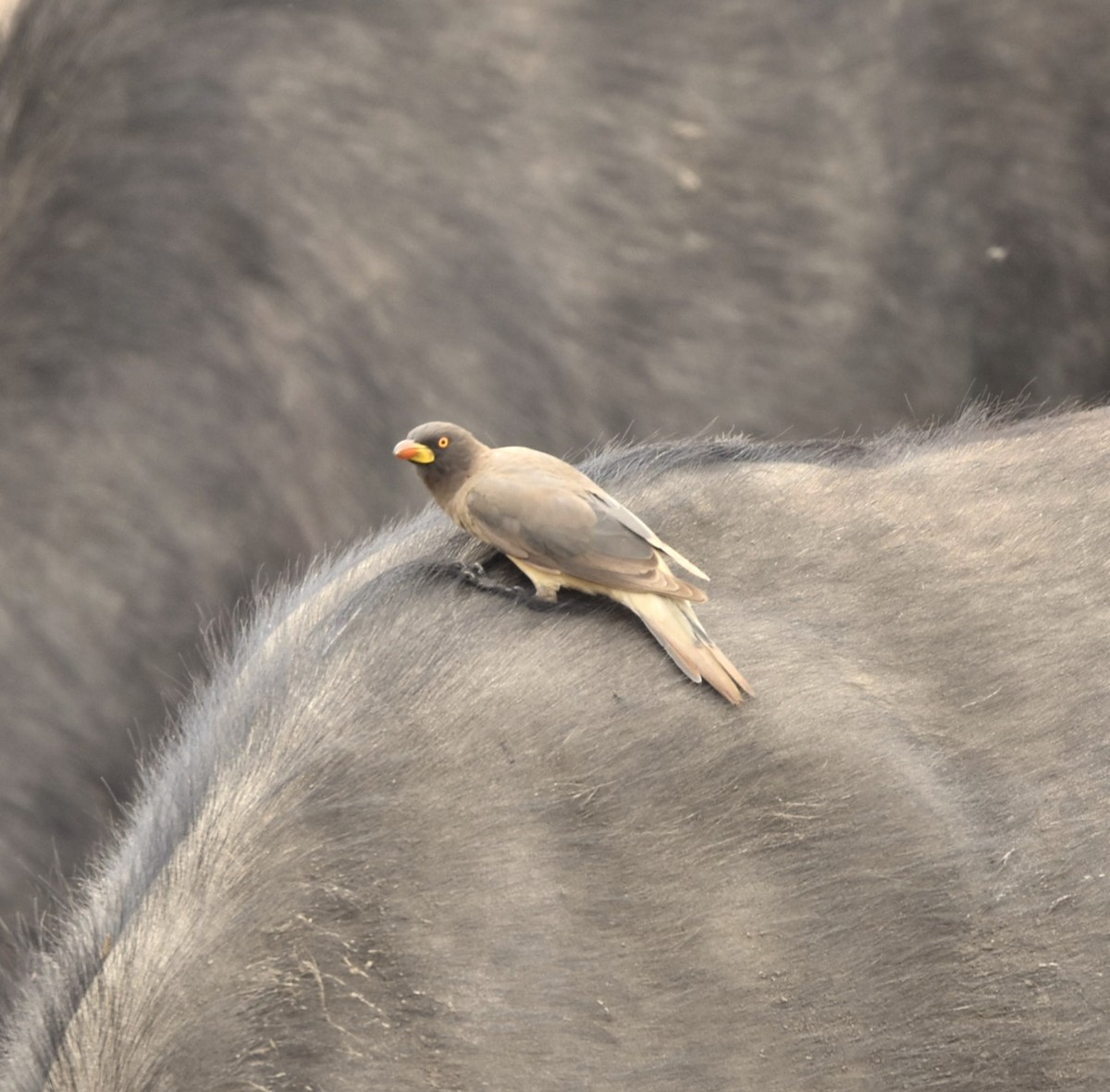 Yellow-billed Oxpecker - ML642318320