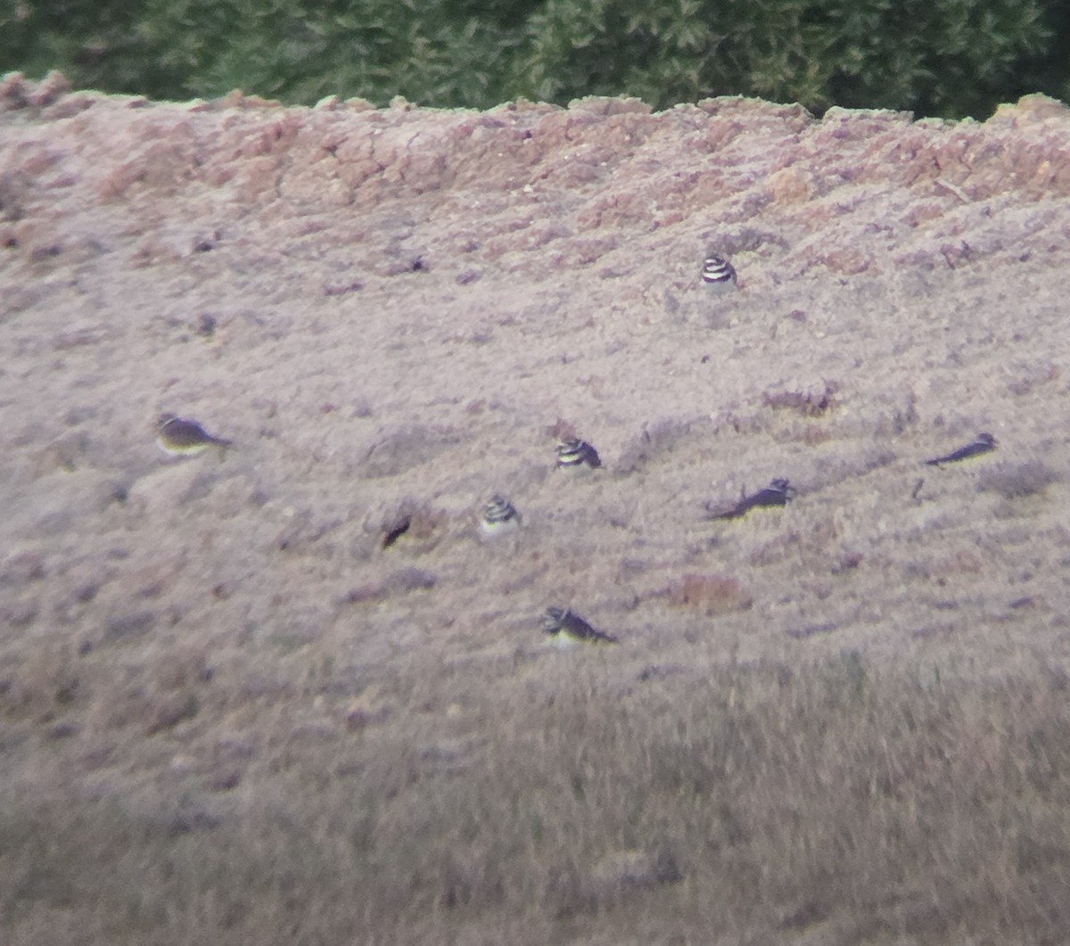 Killdeer - ML642318321