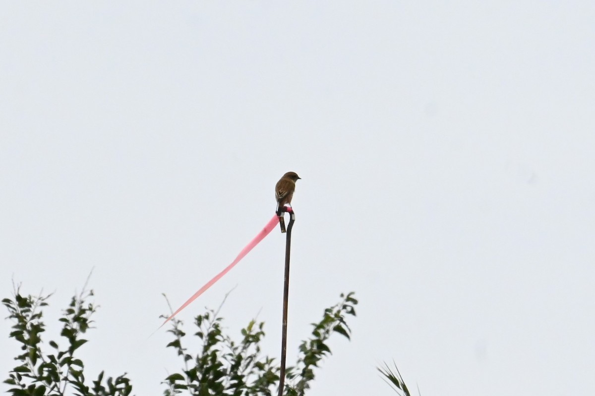 Amur Stonechat - ML642318322
